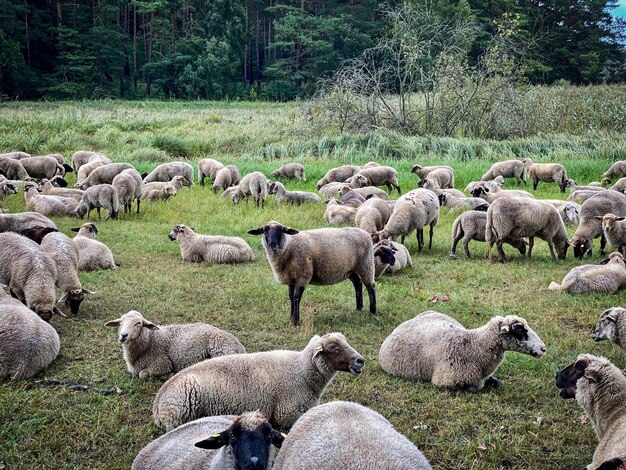 Photo des moutons dans un champ