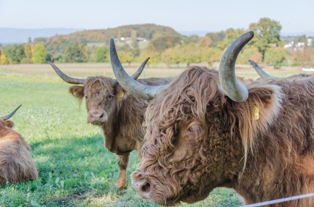 Des moutons dans un champ