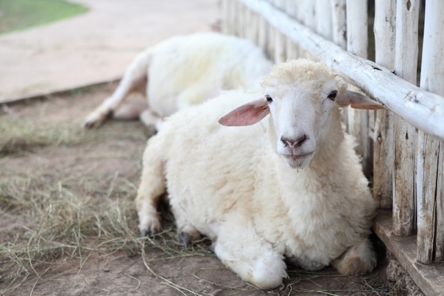 Moutons dans le champ