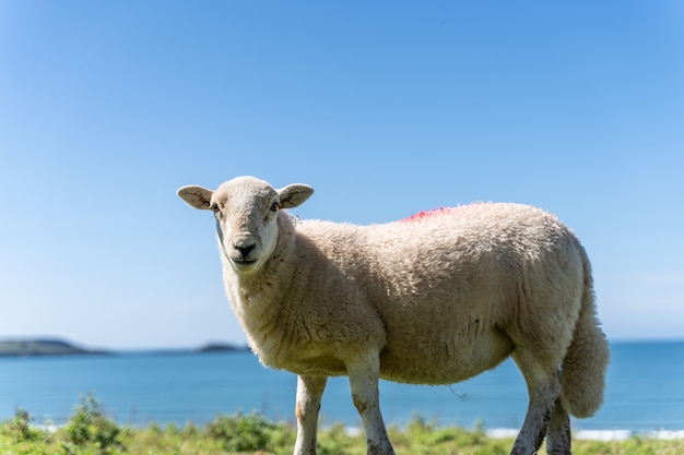 Moutons dans les champs et les prés