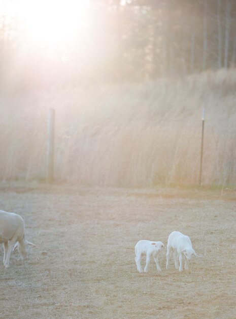 Photo des moutons dans les champs