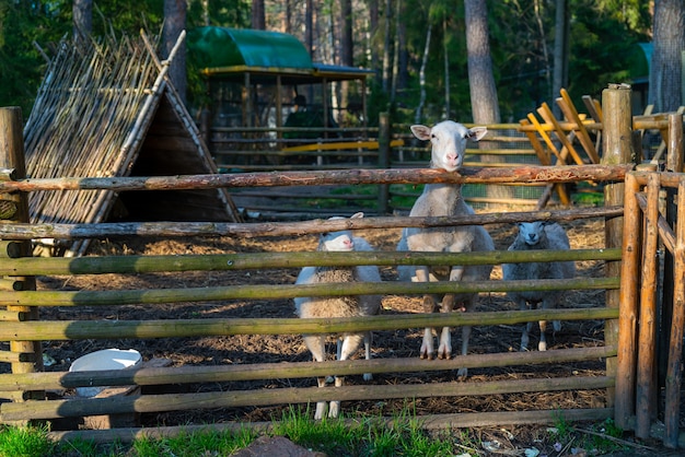 Photo moutons dans le corral. animaux de compagnie de moutons à la ferme.