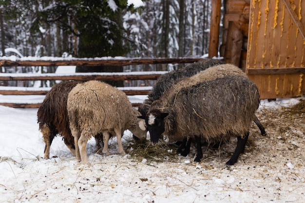 Moutons dans un enclos sur fond de forêt enneigée.