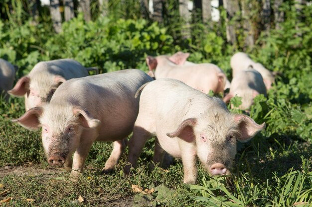 Des moutons dans une ferme