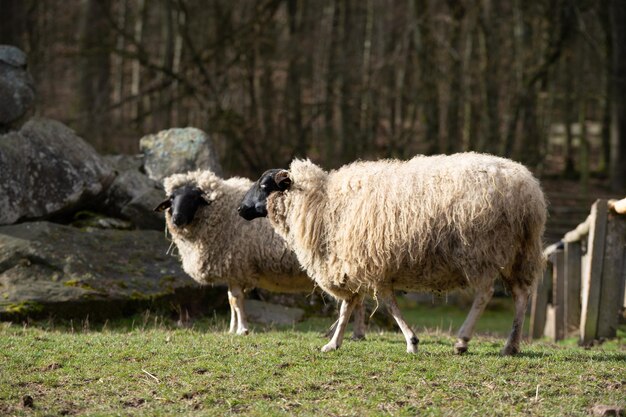 Photo des moutons dans une ferme