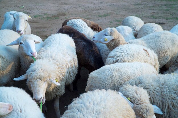 Photo des moutons dans une ferme
