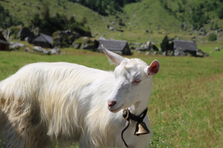 Photo des moutons dans une ferme