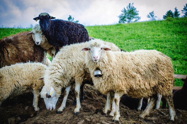 Moutons dans une ferme