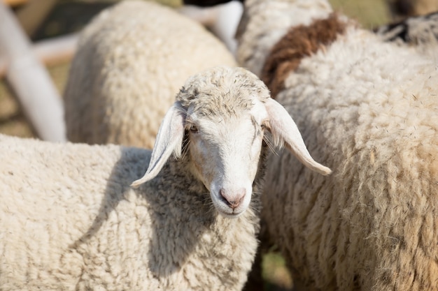 Les moutons dans une ferme