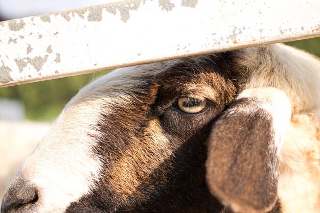 moutons dans la ferme