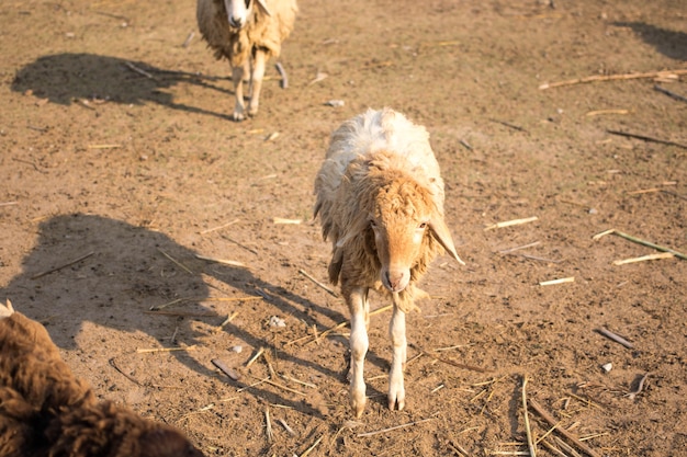 moutons dans la ferme