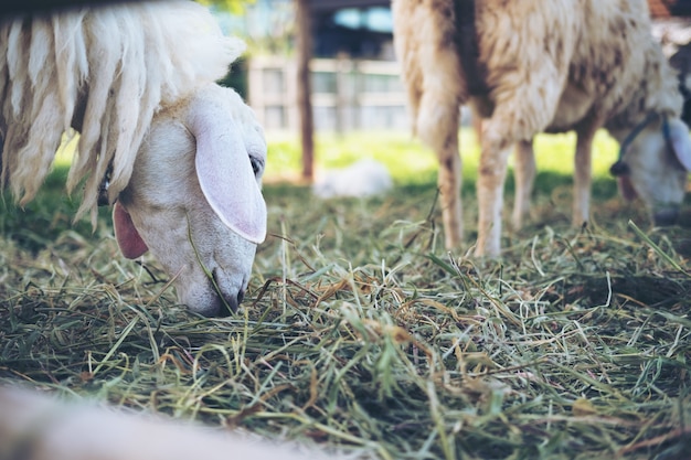 moutons dans une ferme