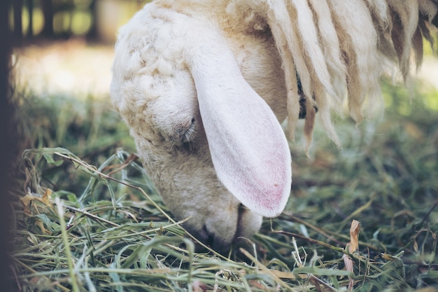 moutons dans une ferme