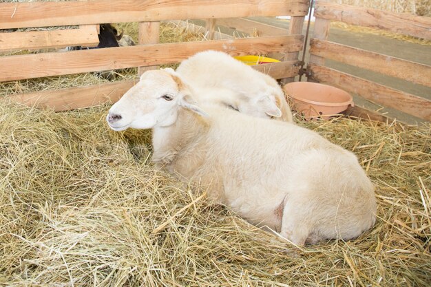 moutons dans la grange regarde la caméra