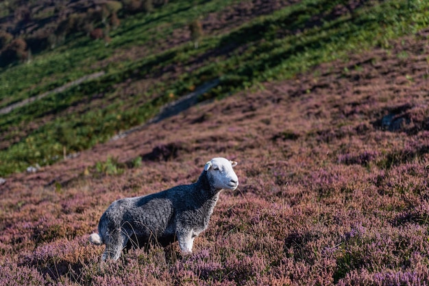 Moutons dans la lande de bruyère