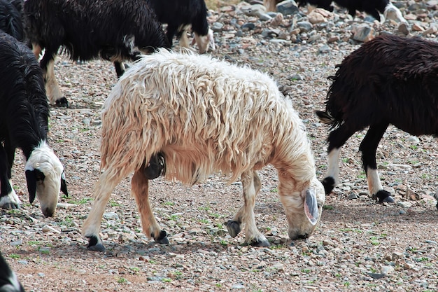 Moutons dans les montagnes de l'Arabie Saoudite