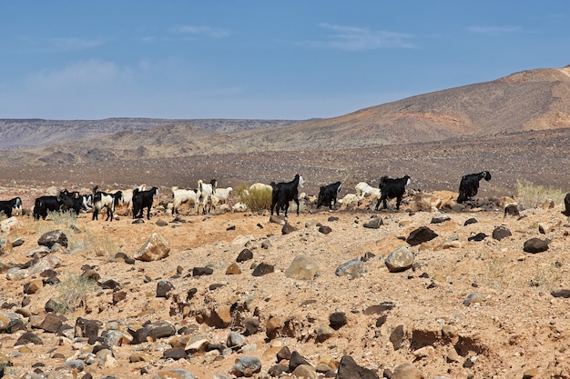 Moutons dans les montagnes de l'Arabie Saoudite