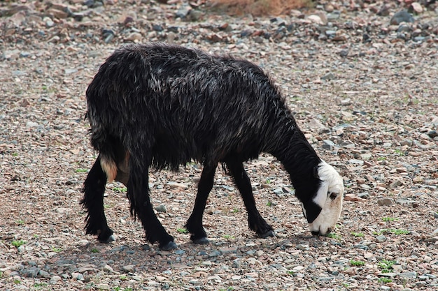 Moutons dans les montagnes de l'Arabie Saoudite