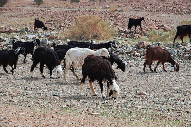 Moutons dans les montagnes de l'Arabie Saoudite