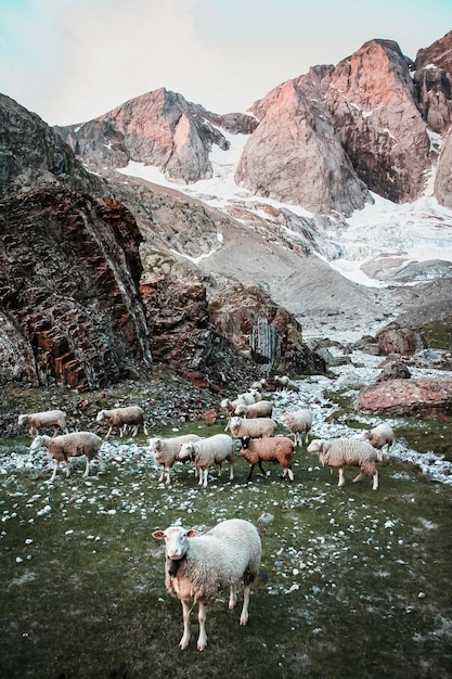 Photo des moutons dans la neige.