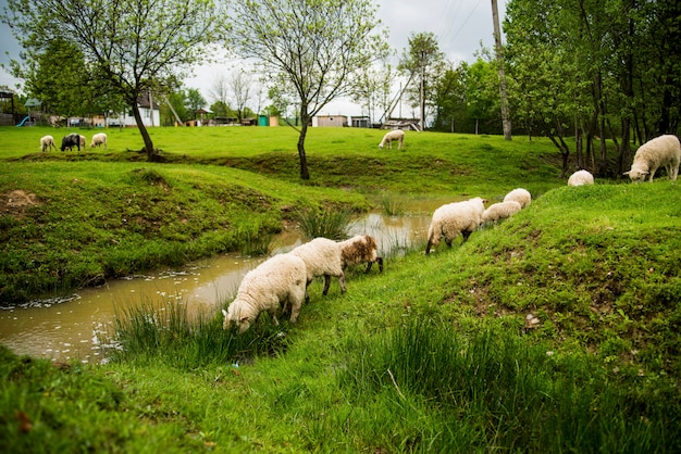 Moutons dans un parc verdoyant près de la rivière