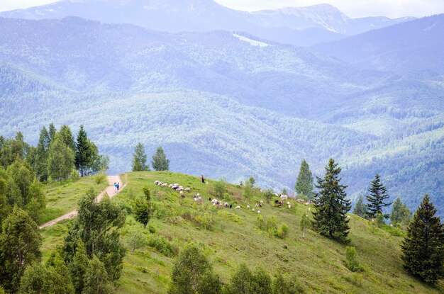 Photo moutons dans les pâturages dans les montagnes