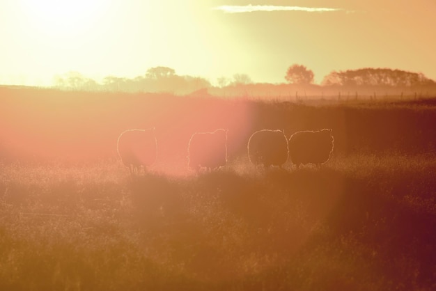 Des moutons dans un paysage rural au coucher du soleil en Patagonie, en Argentine