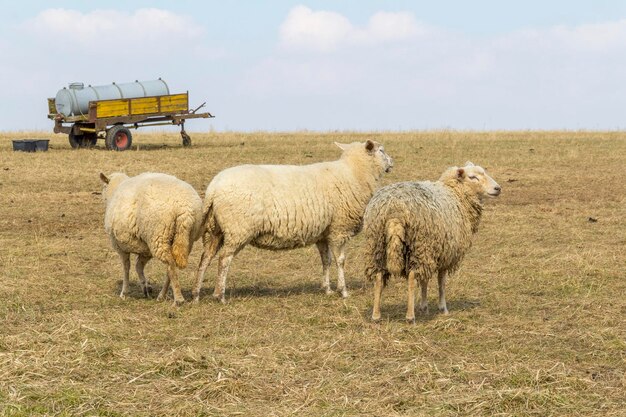 des moutons dans une prairie