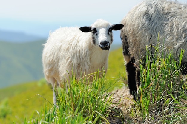 Moutons dans un pré dans les montagnes. Paysage d'été