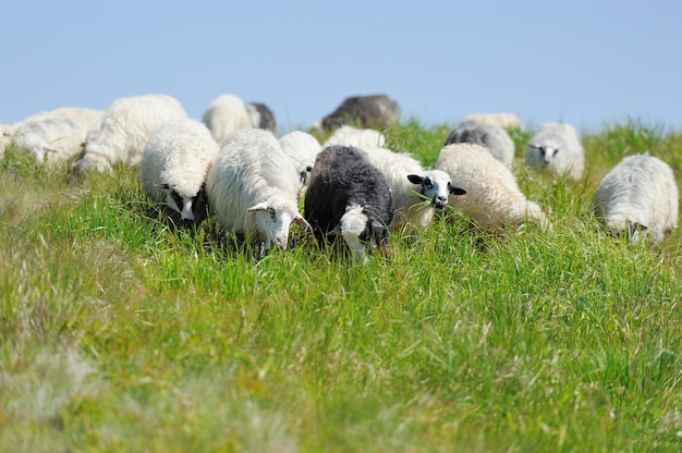 Moutons dans un pré dans les montagnes. Paysage d'été