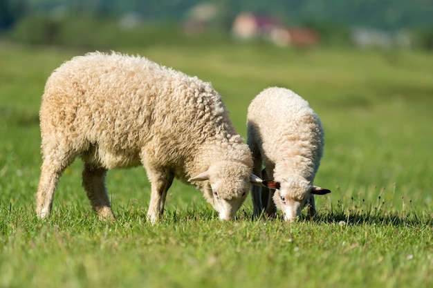 moutons dans un pré dans les montagnes