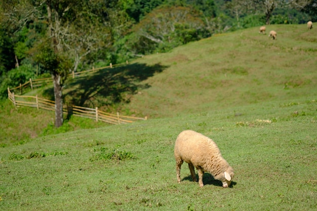 Moutons dans les terres agricoles mangeant des prairies