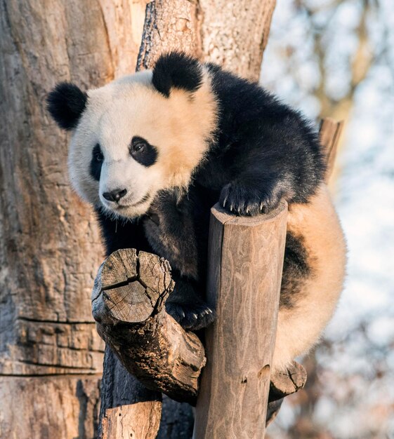 Photo des moutons dans un zoo