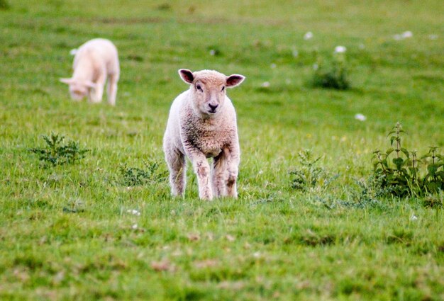 Photo des moutons debout dans un champ