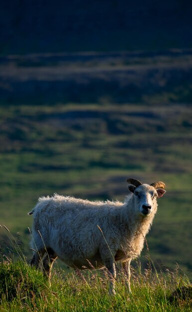 Des moutons debout dans un champ