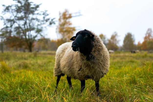 Photo des moutons debout dans un champ