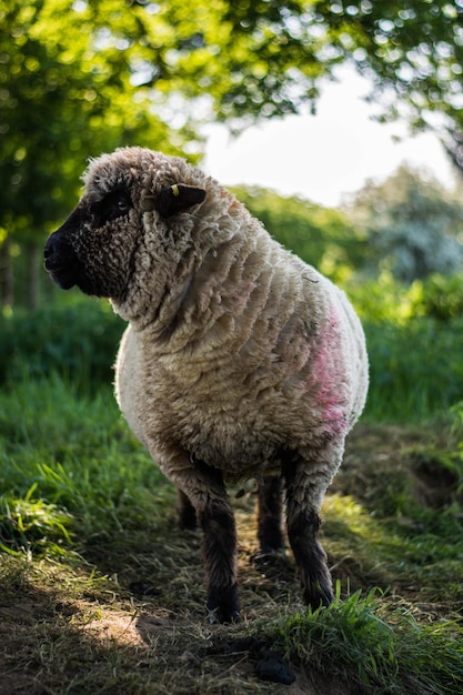 Photo des moutons debout à la ferme