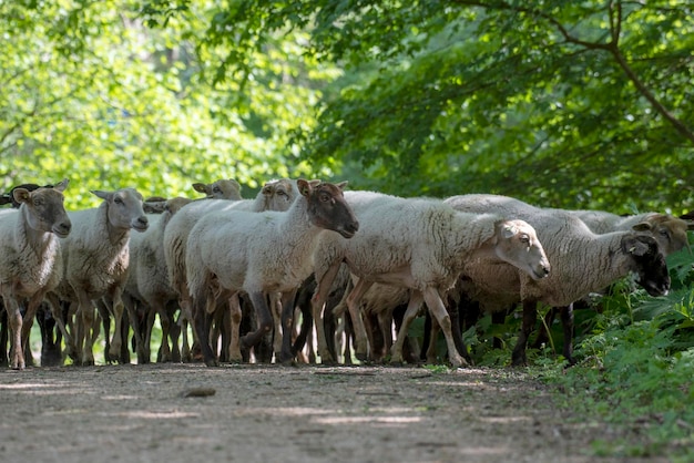 Des moutons debout sur une route