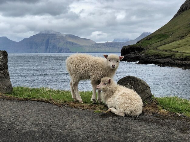 Photo des moutons devant le fjord.