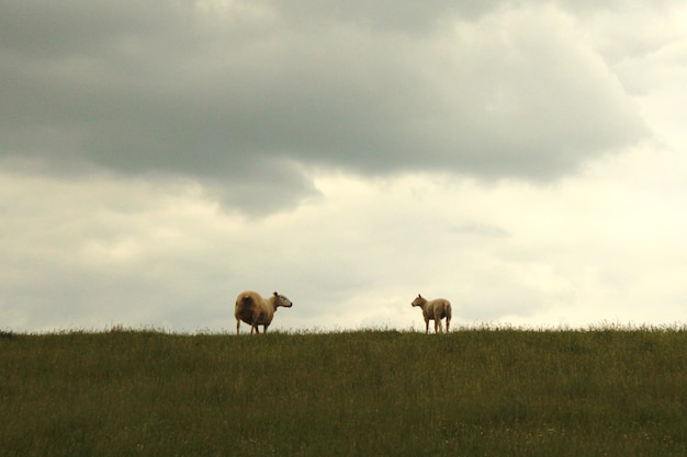 Des moutons sur une digue