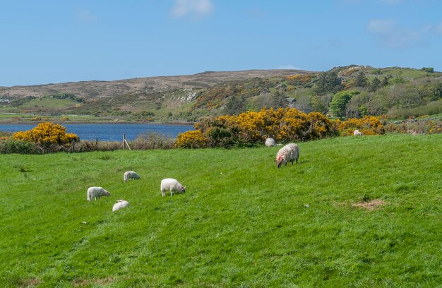 les moutons du Connemara