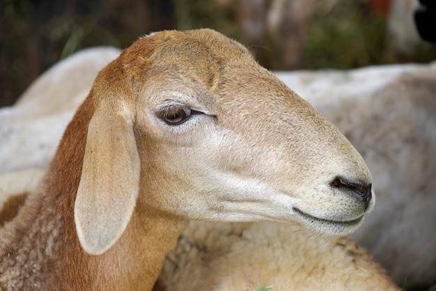 Moutons en écurie avec des animaux