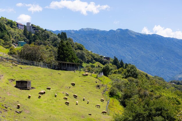 Des moutons errent dans les prairies de la ferme de Cingjing à Nantou, à Taïwan