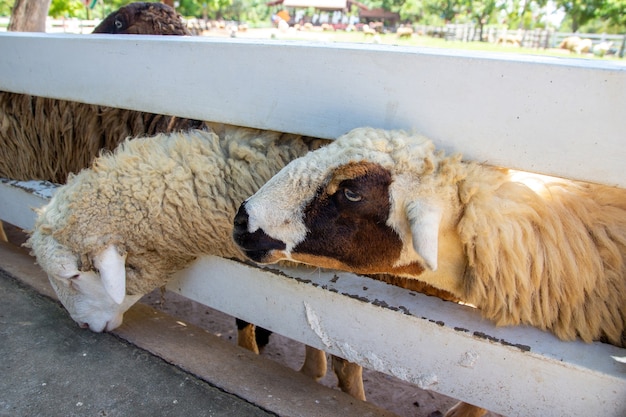 Les moutons de la ferme attendent de la nourriture