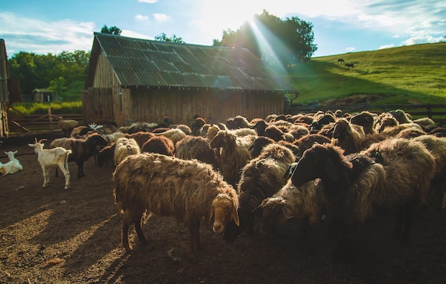 Moutons à la ferme en été. Mise au point sélective.