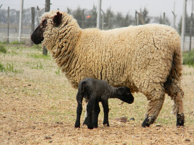 moutons à la ferme