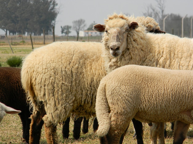 moutons à la ferme