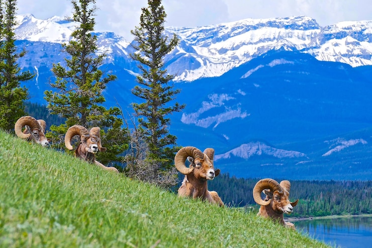 Photo des moutons à grandes cornes sur le champ contre les montagnes