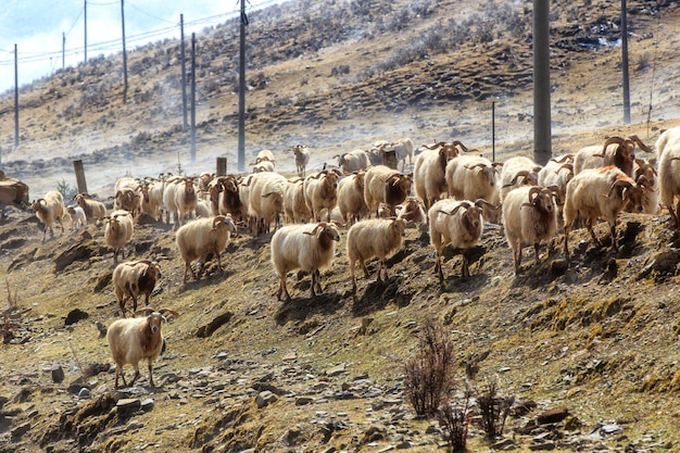 Moutons sur les hautes terres enneigées à l&#39;endroit scénique de Ganzi, Sichuan, Chine