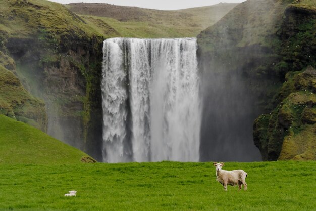Photo des moutons sur l'herbe contre la cascade